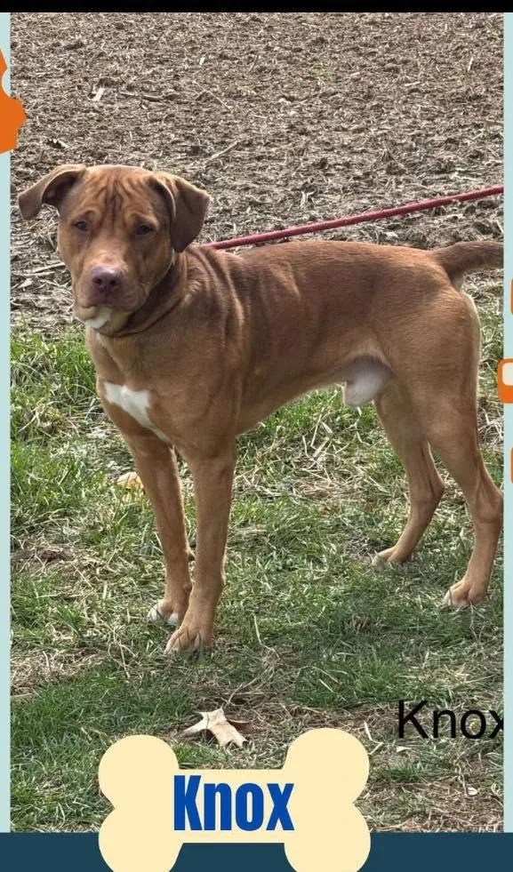 Knox
