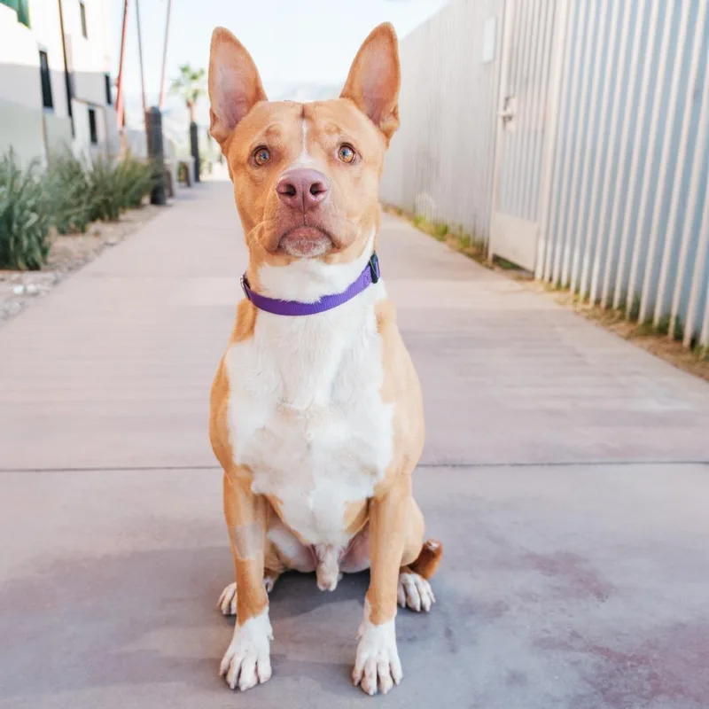 John Wayne thumbnail 2