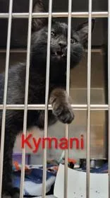 A young small-sized male Black Domestic Short Hair cat named Kymani for adoption in Moline, IL