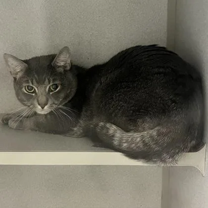 An adult medium-sized male Domestic Short Hair cat named Zoboomafoo for adoption in East Brookfield, MA