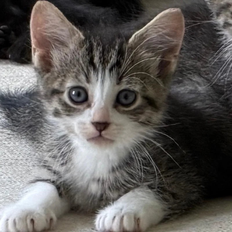 A baby small-sized male Brown / Chocolate Domestic Short Hair cat named Lorne for adoption in Evansville, IN