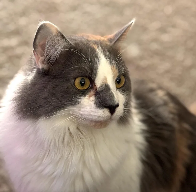 An adult extra large-sized female Calico cat named Strawberry for adoption in Albemarle, NC
