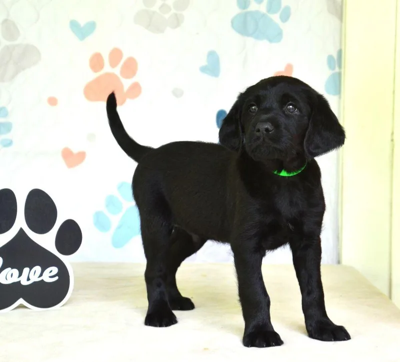 A baby medium-sized male Black Spaniel dog named Jeter for adoption in Willingboro, NJ