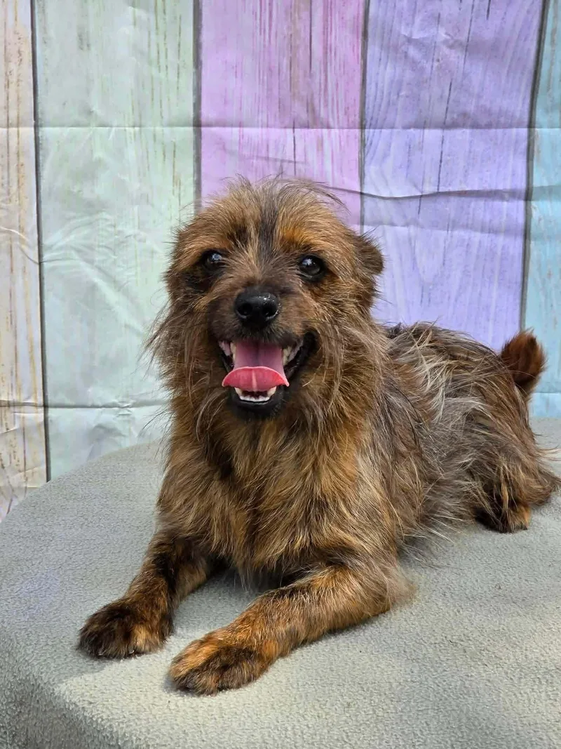 A young small-sized male Brown / Chocolate Yorkshire Terrier dog named Chewy for adoption in Eatontown, NJ