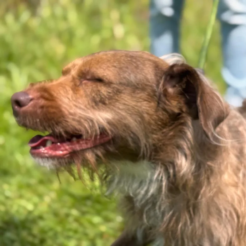 An adult medium-sized female Golden Mixed Breed dog named Biscoff for adoption in York, PA