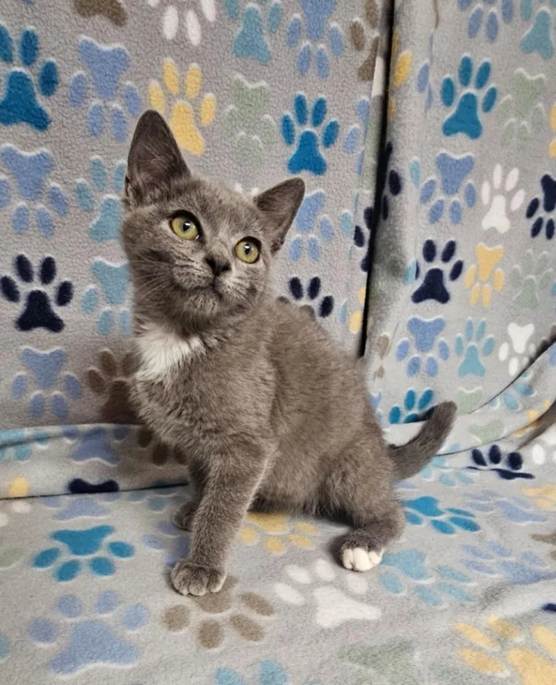 A baby medium-sized female Domestic Short Hair cat named Tawanda for adoption in Wabash, IN