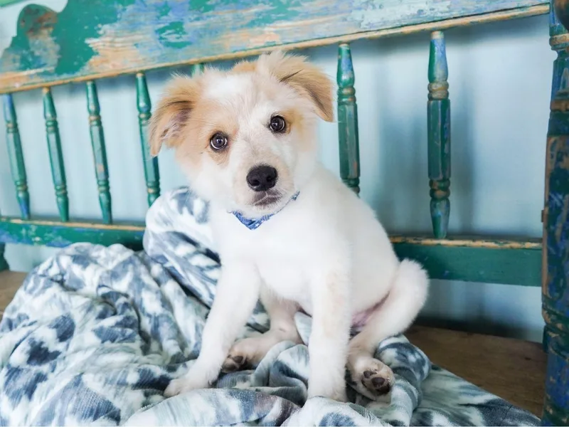 A young medium-sized male Brittany Spaniel dog named Whiskey for adoption in San Antonio, TX