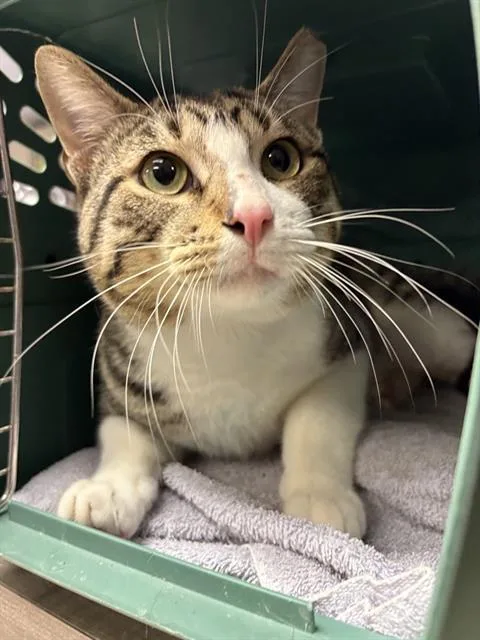 An adult medium-sized male Domestic Short Hair cat named Mr. Planter for adoption in Sugar Land, TX