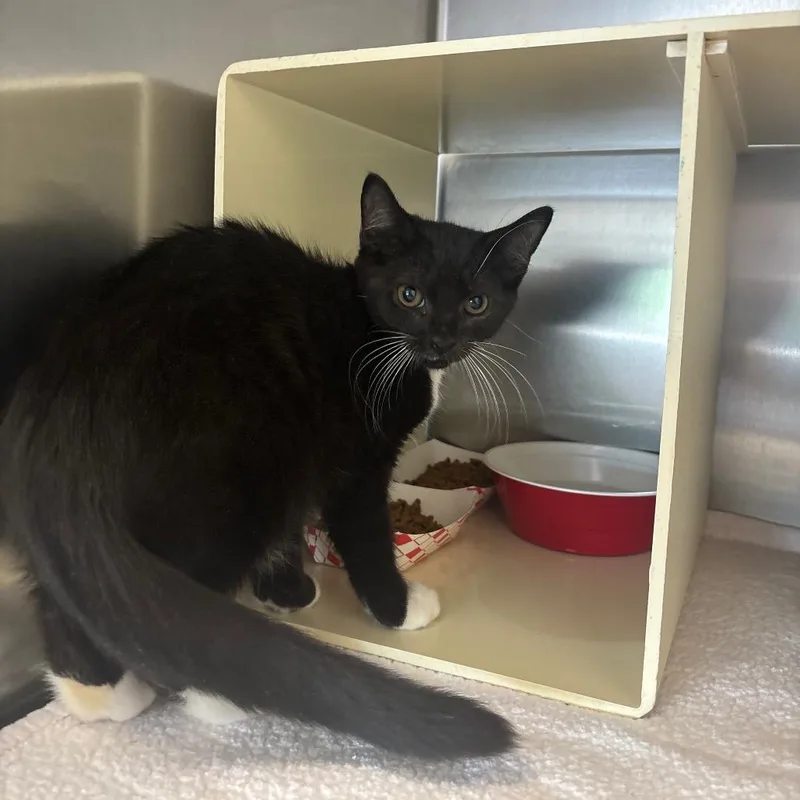 A baby small-sized male Black Domestic Short Hair cat named Chad for adoption in Newark, NJ