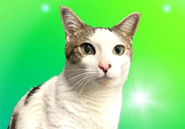 An adult medium-sized male Domestic Short Hair cat named Ivan for adoption in Fort Lauderdale, FL