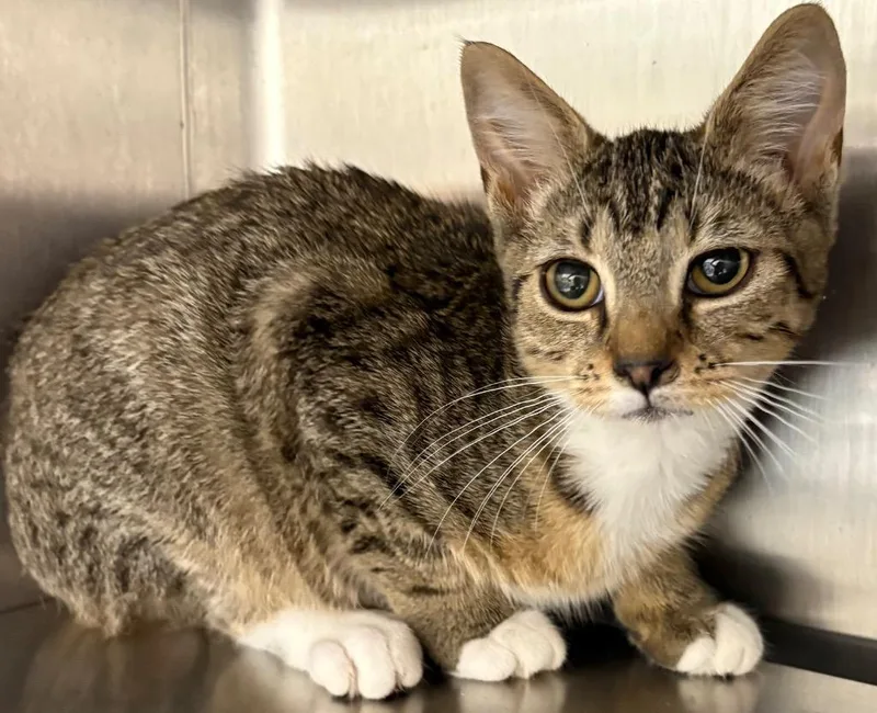 A baby medium-sized female Domestic Short Hair cat named Gumdrop for adoption in Greeneville, TN