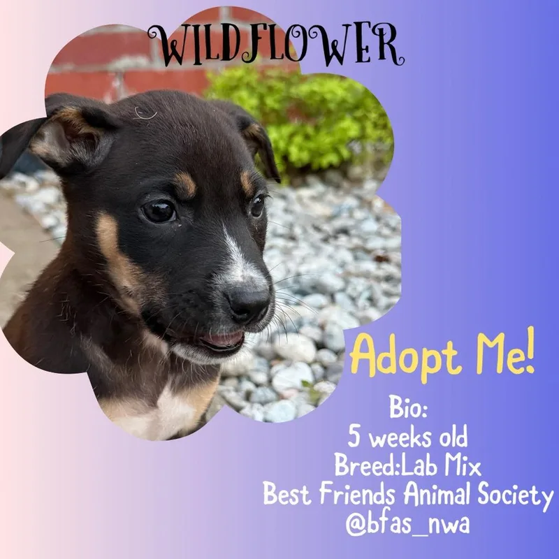 A baby small-sized female Black Mixed Breed dog named Wildflower for adoption in Bentonville, AR