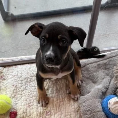 Wildflower thumbnail 2