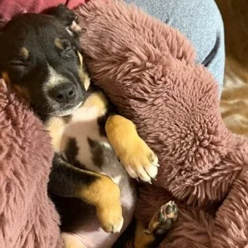 Wildflower thumbnail 3