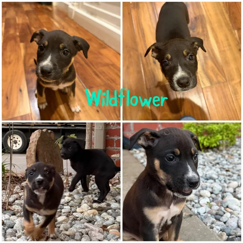 Wildflower thumbnail 4