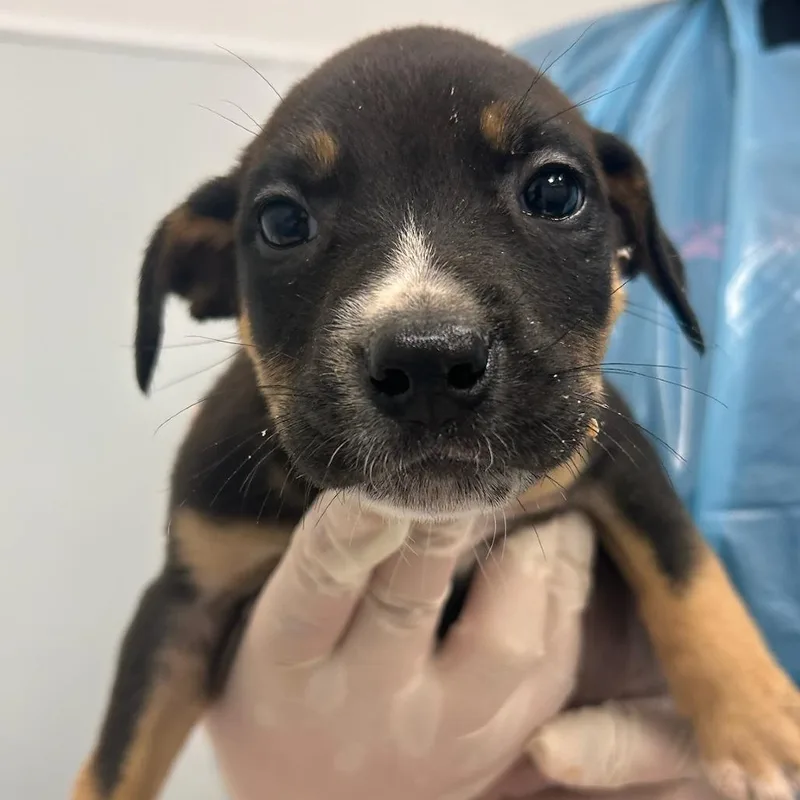 Wildflower thumbnail 5