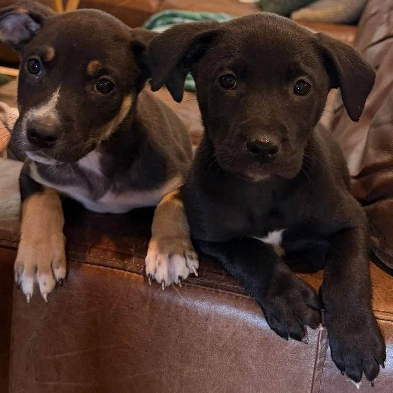 Wildflower thumbnail 6