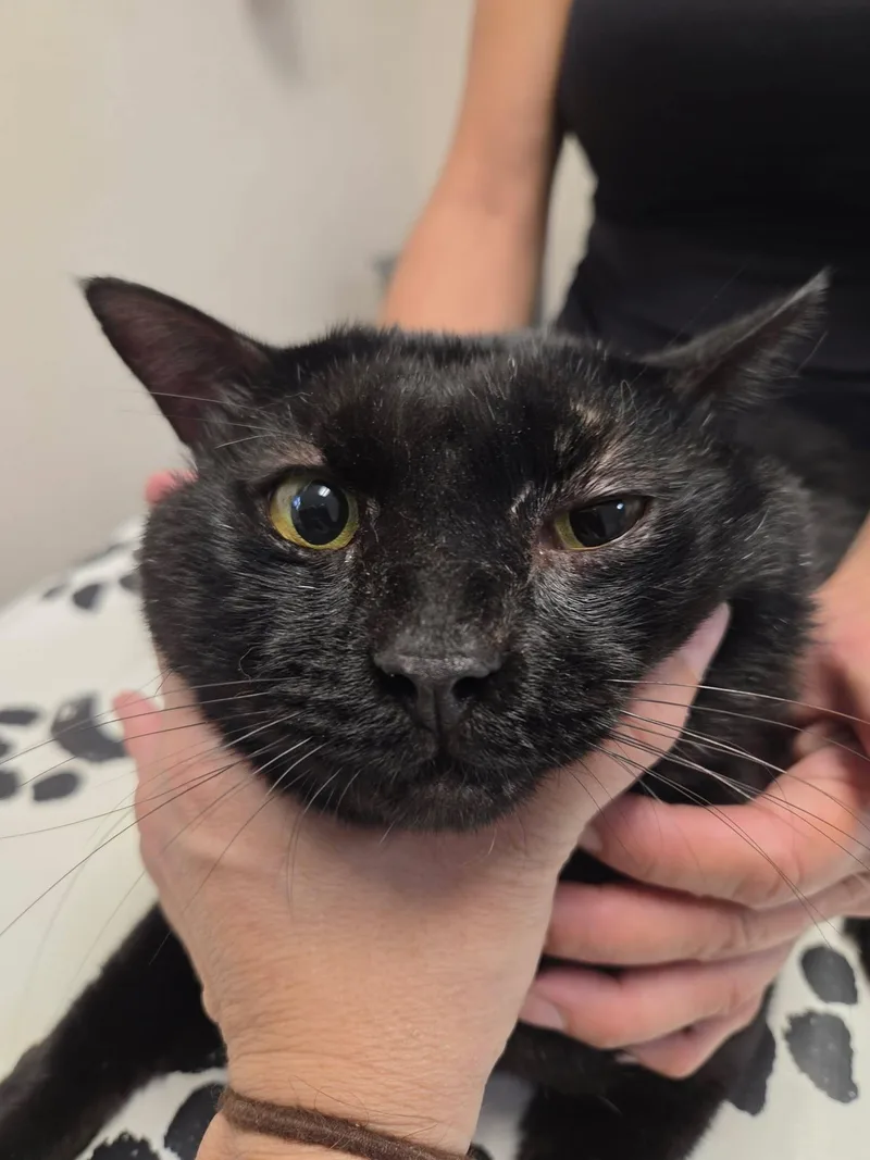 A young medium-sized male Black Domestic Short Hair cat named Henry for adoption in Franklin, MA