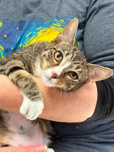 A young small-sized female Domestic Short Hair cat named Veronica for adoption in Canfield, OH