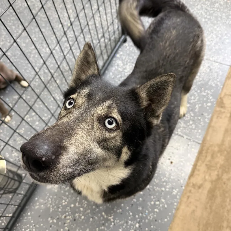 An adult medium-sized female Siberian Husky dog named Nadia for adoption in Archbold , OH