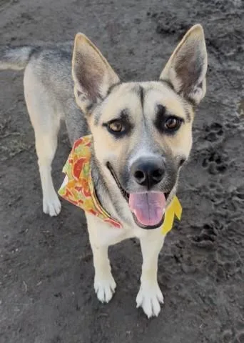 A young large-sized female Shepherd dog named Cassini for adoption in Bakersfield, CA