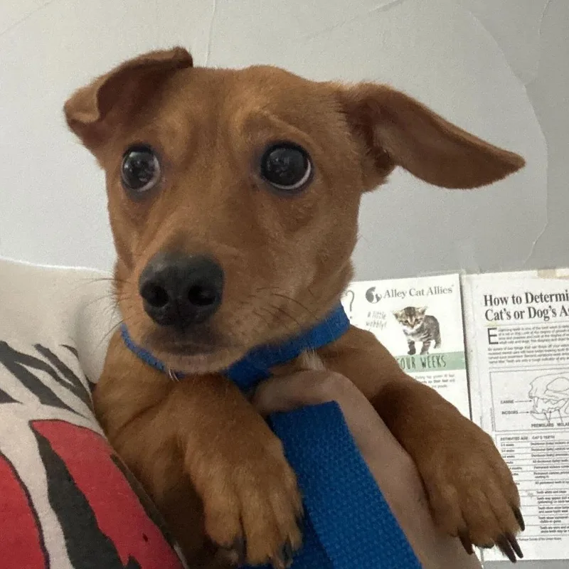 An adult small-sized male Brown / Chocolate Mixed Breed dog named Evander for adoption in Oak Hill, WV