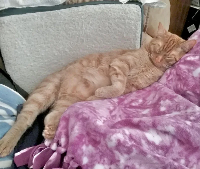 Rocky & Ollie thumbnail 2