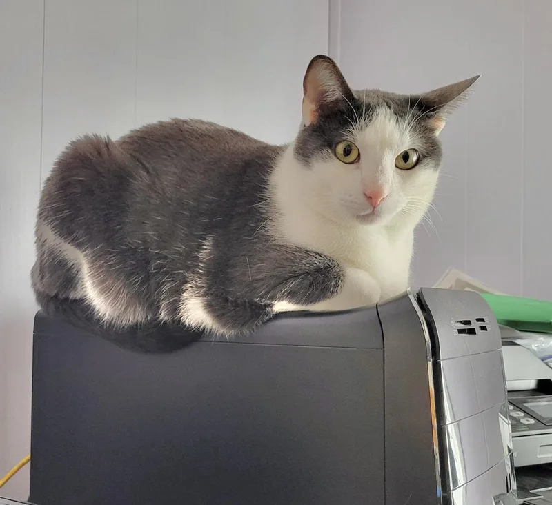 Rocky & Ollie thumbnail 3