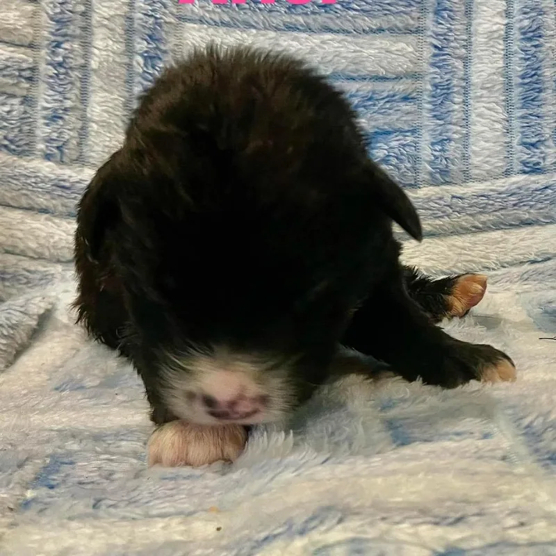 A baby small-sized female Black German Shepherd Dog dog named Ariel for adoption in Chillicothe, IL