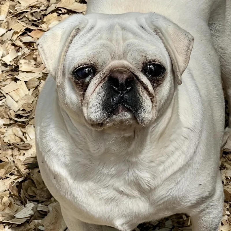 An adult small-sized female White / Cream Pug dog named Stevie for adoption in Pelham, NH