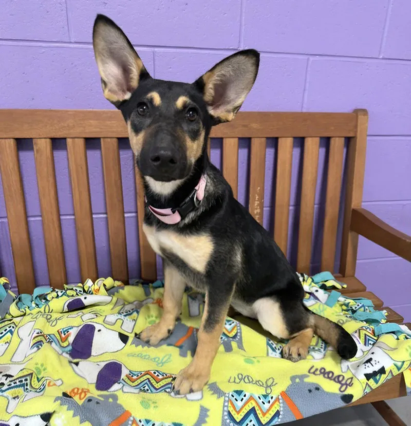 A baby large-sized female Shepherd dog named Athena for adoption in North Prairie, WI