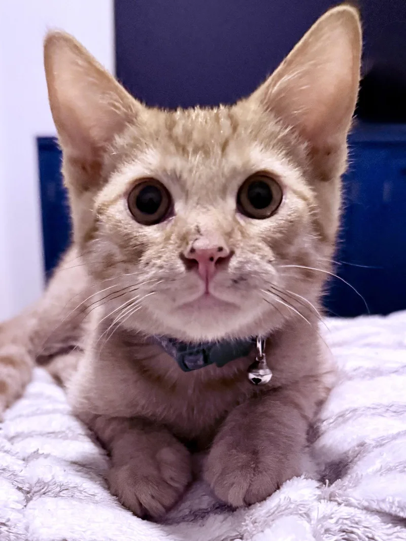 A young medium-sized male Orange / Red Domestic Short Hair cat named Seamus for adoption in Scottsdale, AZ