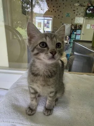 A baby medium-sized male Gray / Blue / Silver Domestic Short Hair cat named Rocky for adoption in Steamboat Springs, CO