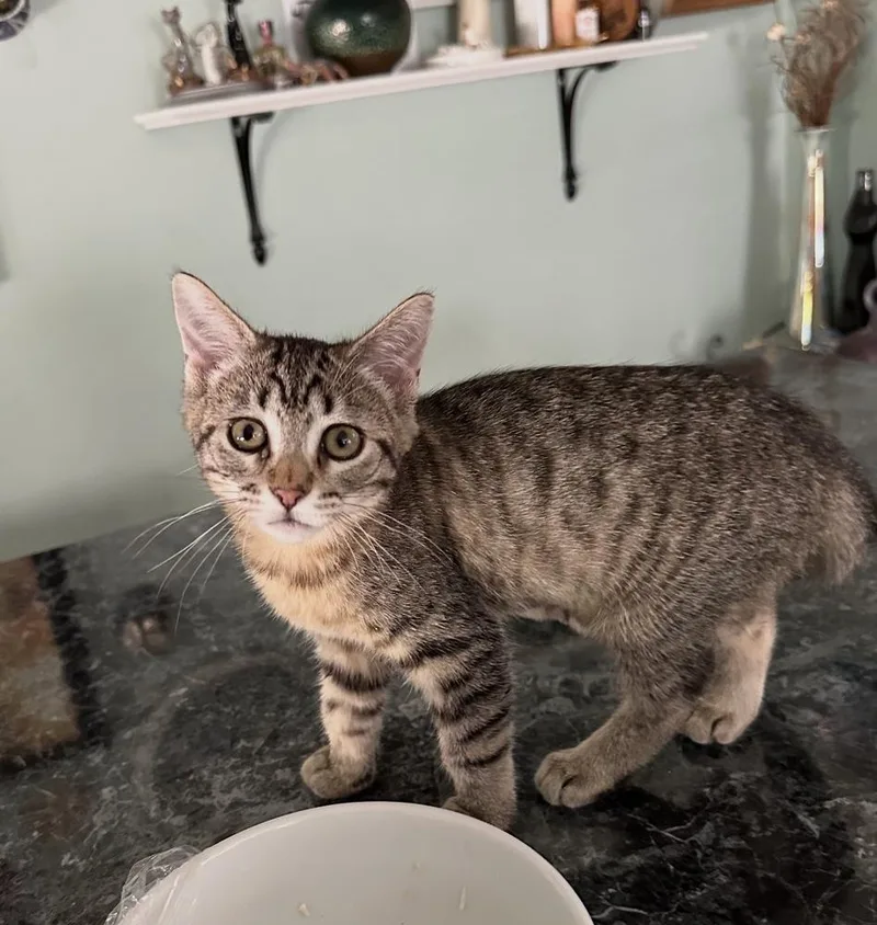 A baby small-sized female Tabby (Brown / Chocolate) Domestic Short Hair cat named Voyager for adoption in Omaha, NE