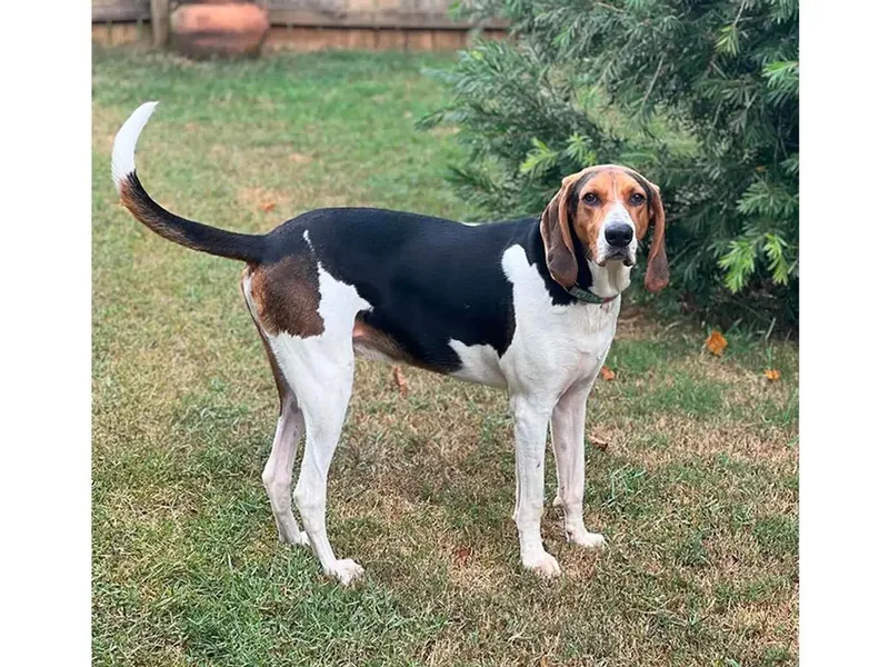 A young large-sized male Treeing Walker Coonhound dog named Hunter for adoption in Leawood, KS