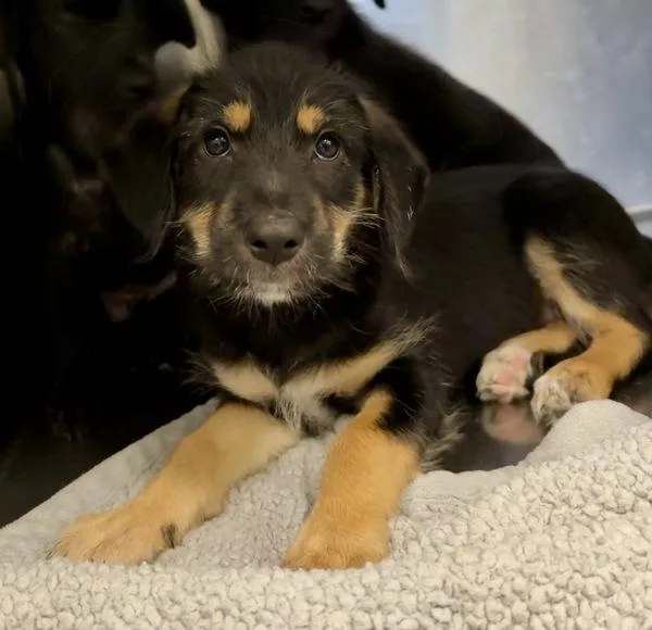 A baby small-sized female German Shepherd Dog dog named Scherry for adoption in Mobile, AL