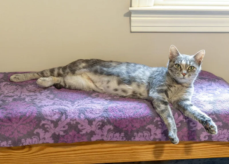 A young medium-sized female Tortoiseshell cat named Hera for adoption in Buford, GA
