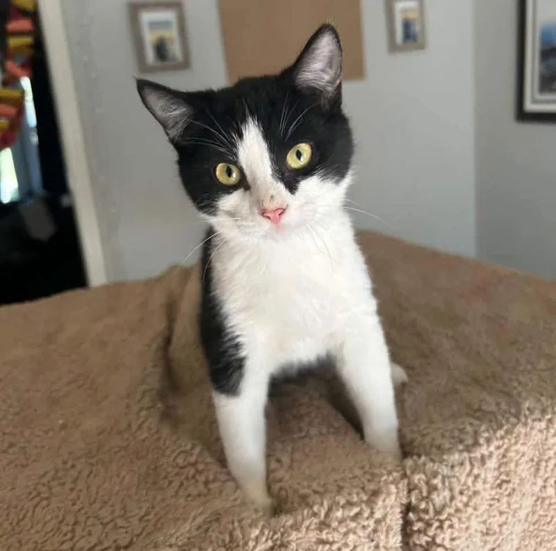 A young medium-sized male Black & White / Tuxedo Domestic Short Hair cat named Lance for adoption in Calera, AL