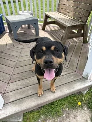 An adult large-sized male Rottweiler dog named Stewart for adoption in Columbus, IN