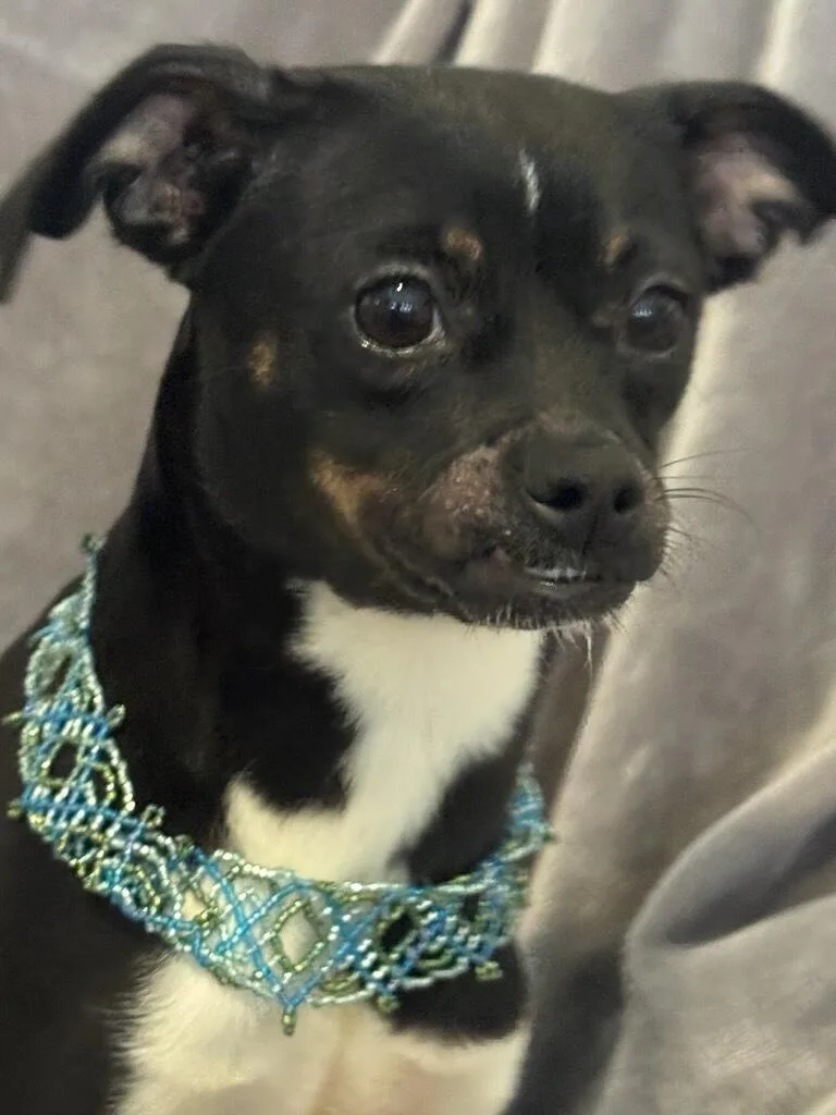A young small-sized female Black Rat Terrier dog named Anna for adoption in Irving, TX