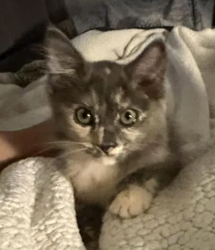 A baby medium-sized female Tortoiseshell cat named Callie for adoption in Trophy Club, TX