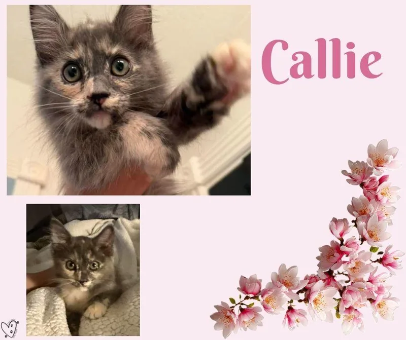 Callie thumbnail 4