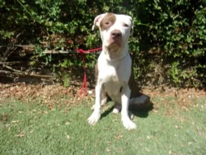 An adult large-sized male Staffordshire Bull Terrier dog named Trey for adoption in Van Nuys, CA