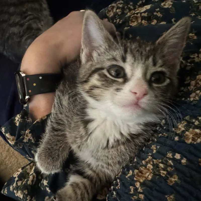 A baby small-sized female Tabby (Brown / Chocolate) Domestic Short Hair cat named Mimosa for adoption in Cleveland Heights, OH