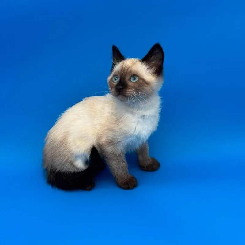 A baby small-sized female Cream / Ivory Siamese cat named Topeka for adoption in Plainfield, IL