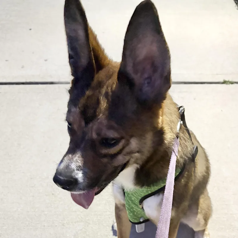 Charlie. thumbnail 2