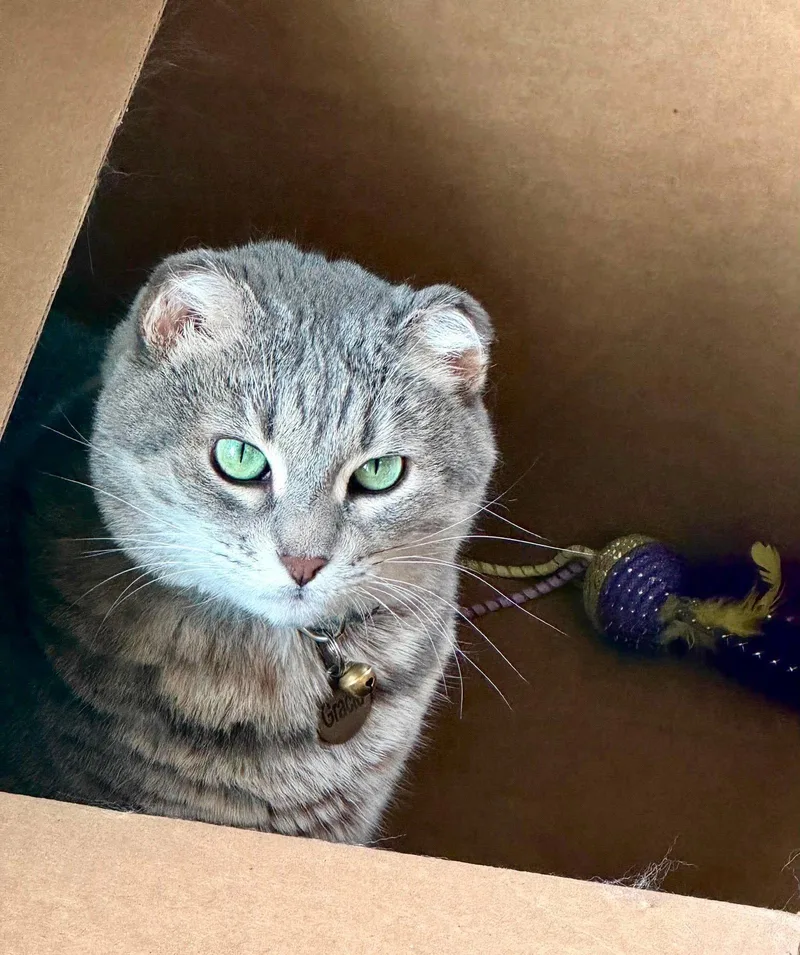 An adult medium-sized female Domestic Short Hair cat named Gracie for adoption in Alexandria, MN