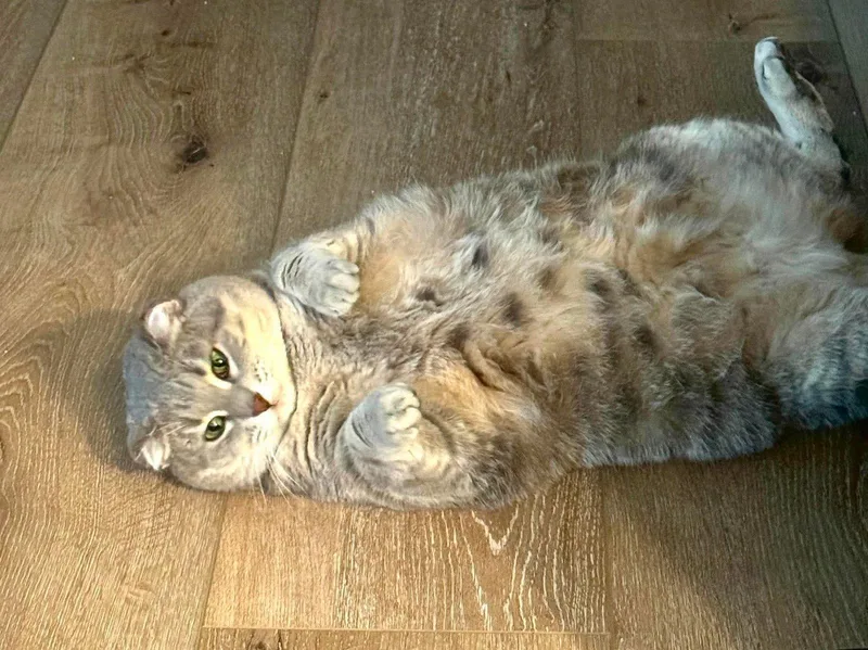 Gracie thumbnail 2