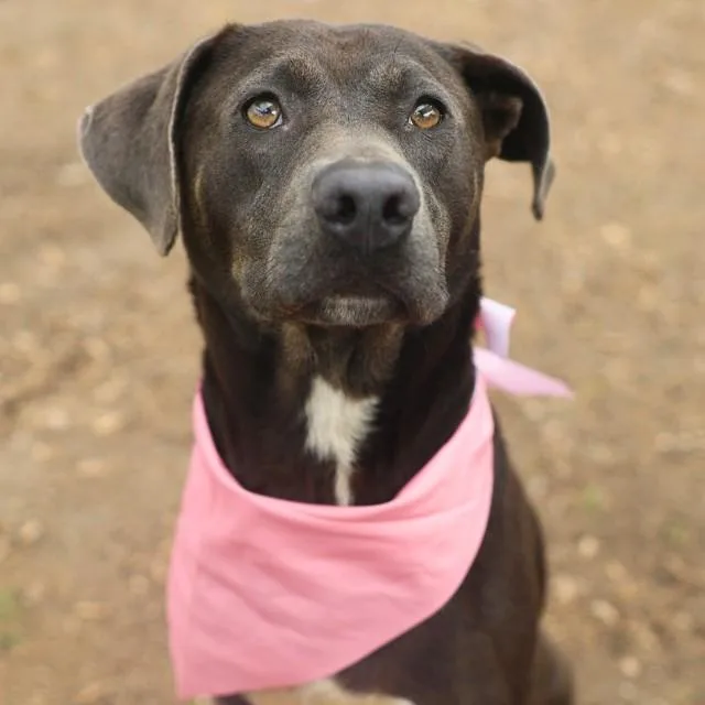 An adult large-sized female Labrador Retriever dog named Gypsy for adoption in San Antonio, TX