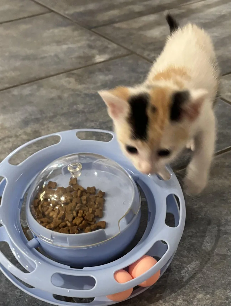 A baby medium-sized male Calico cat named Flan for adoption in Buford, GA